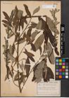 Foto von Salix caprea L. x Salix viminalis L.